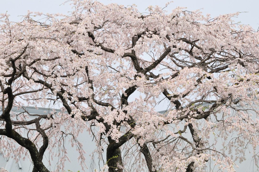 Hoshoji_shidare-zakura_2008_01