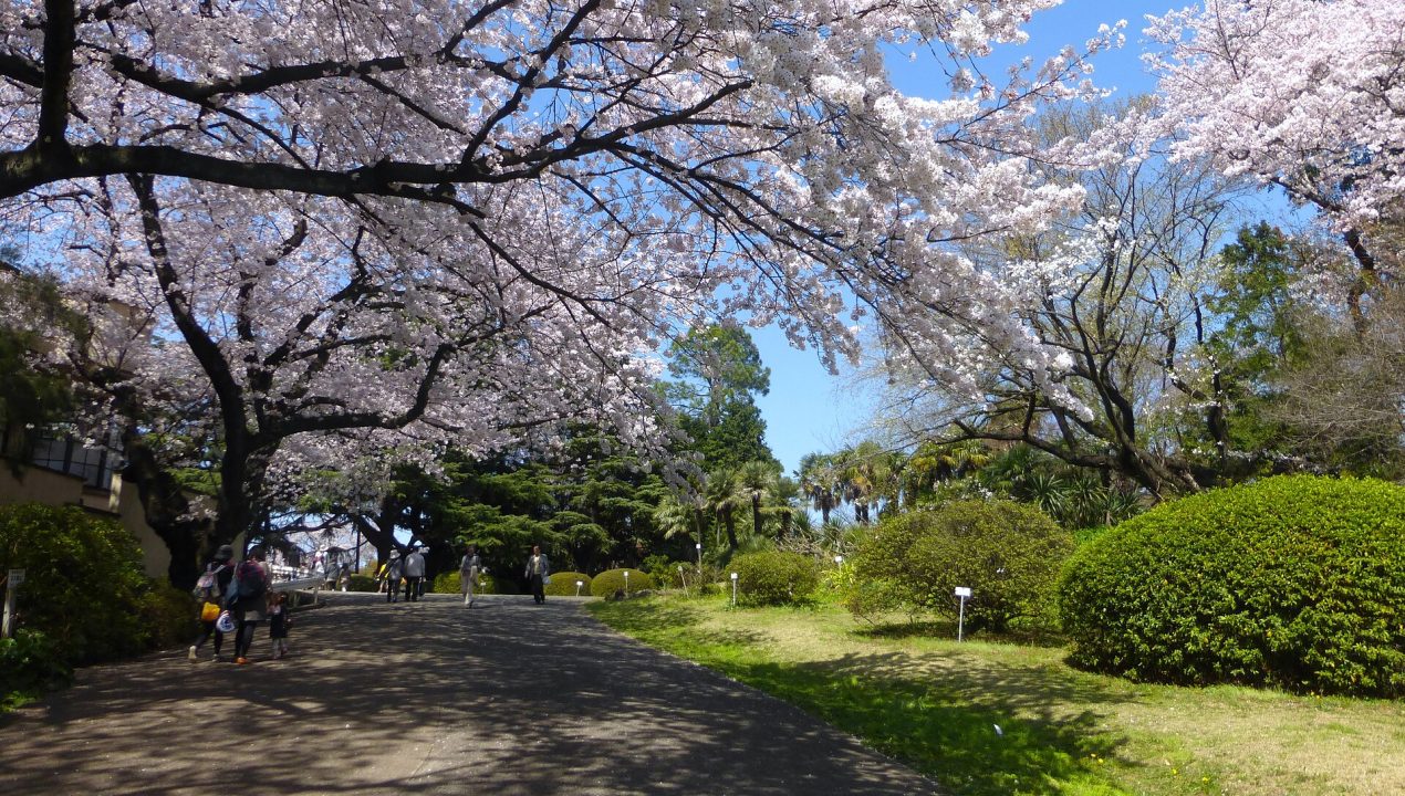 Koishikawa_Botanical_Gardens_-_sakura_-_march31-2015