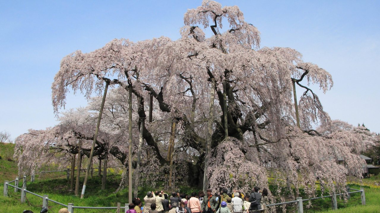 Miharu_Miharu-Takizakura_Front_1