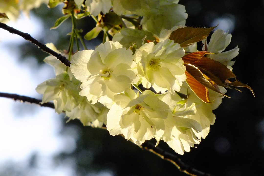 Prunus_lannesiana_'Grandiflora'-Ukonzakura,ウコン桜8926