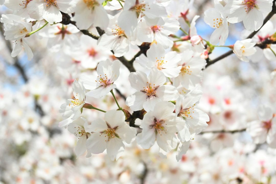 gan-zhongxue-v_aWamDLorM-unsplash