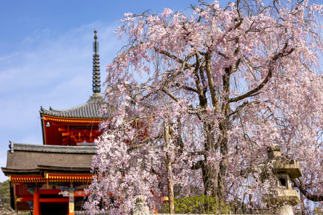 pexels-balazsimon-16226263