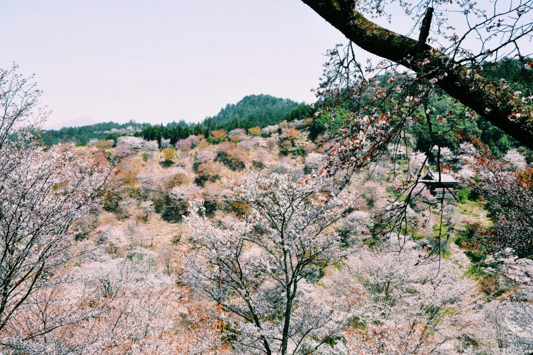 pexels-marianne-tang-1019062-4094314